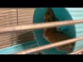 My hamster 🐶🐶🐶🐶🐶🐶🐶🐹🐹🐹🐹🐹🐹🐹🐹
