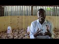 Start Small, Grow Big: The Ultimate Guide to Profitable Chicken Farming in 2024