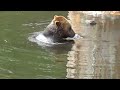 Sitka Alaska  Fortress of the Bears Wildlife Center   Part 2   2024