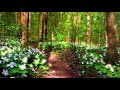 Beautiful Relaxing Piano Music with Nature Sounds: Sleep Music, Stress Relief, Meditation Music
