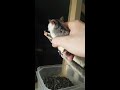 Squeaky rat