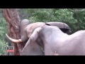 Elephant Calmly Asks For Help After Living With Infected Bullet Lodged In Skull