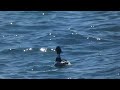 Red-breasted Merganser on Lake Ontario Video