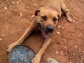 Annie the TALKING rescued bait dog part #2