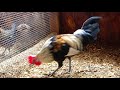 Raising Southeast Asia Red Jungle Fowl In The USA