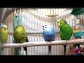 Pet Green Budgie's  Solo Spring Songs, 200 min bird sounds for stress reduction