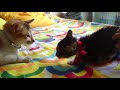 Cat meets kitten
