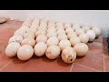FULL VIDEO : Take care of chicken, duck, ostrich farm, goose, harvest eggs