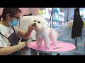 2024 Chó Phốc Sóc Mini 😍 Funny and Cute Pomeranian 😺🐶 | cute animals72