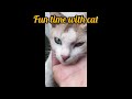 just for fun with cat