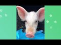 Baby Pig Plays With Chickens And Barn Cats Like A Puppy | Cuddle Buddies