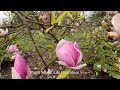 Pink Magnolia Tree Flowers  Countryside home Stanwood Washington May 2024