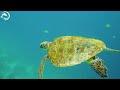 Oceans Away🐋- Coral Reefs and Colorful Sea Life - Relaxing Music