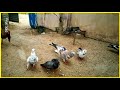 🕊️🕊️புறாவிற்கு வரும் சளியை நீக்க சிறந்த மருந்து || Pigeon Cold Medicine Treatment Tamil ||