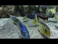 African Cichlid Predators