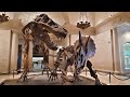 Natural History Museum - T-Rex & Triceratops Dinosaurs in Battle 공룡 | ASMR for Relaxation Reading
