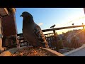 ☀️💰 Pigeon Acrobatics at Sky Castle Dinner (5-STAR Balcony Restaurant) 💰🕊️ #pigeonlover #mood