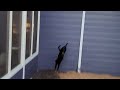 Disco The Country Cat Never Sticks This Landing