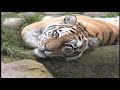 Siberian Tiger Face Of Extinction
