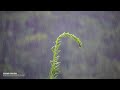 마음을 진정 시키고 혼자만의 휴식을 취할 수 있는 힐링 빗소리 / The sound of rain for a comfortable rest / 1시간 뒤 화면 블랙