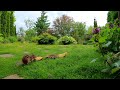 Cat TV: Chipmunks, Birds and Squirrels in a Beautiful Garden