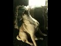 Pug acting weird