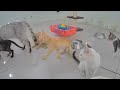 Best Cats and Dogs Videos 😂 Best Funny Animal Videos 🤣