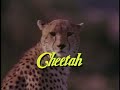 Opening & Closing of Cheetah (1989) 2002 DVD