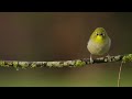 A Cape white eye perched