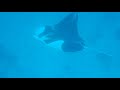 Lady Elliot Island - Manta and Whale song