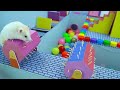 Hamster Escape the Pop It Maze for Pets in Real Life 🐹 Hamster Maze
