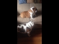 Dozer the English Bulldog doesn't like to share his couch.