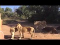 Walking with the lions