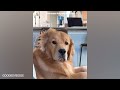 Dogs Make You Forget All Your Problems 😂 Funny Dog Videos