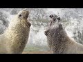 Mudskippers: The Fish That Walk on Land | Life | BBC Earth