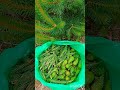 🌲🐛🦋🐞🦆🐝🌿Райский уголок природы🌲🐛🦋🐞🦆🐝🌿