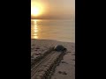 Green Sea Turtle returns to the ocean after nesting - Ras Al Jinz Turtle Reserve, Oman