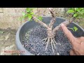 Kimeng (Ficus Microcarpa) Hasil Penggabungan Yang Menyatu Sempurna