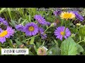 [후룩스특집] 최신 봄여름 정원 트렌드와 후룩스, 분홍오데마리💝 강렬한 여름에도 화려한 꽃을 보여주는 식물들 | 전국택배가능 010-2548-7544 #후룩스 #플록스 #오데마리