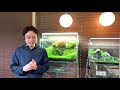 A basic guide on how to remove Cyanobacteria (Blue green algae,slime) planted aquarium,ADA,beginners