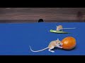 Cat TV for cats to watch | Mouse stealthy hide & seek and jerry hole fun 4k UHD 8 hours