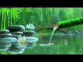 Relaxing Piano Music + Insomnia and Healing 🌿 Relaxing Music, Sleep Music, Meditation, Nature Sound