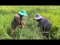 Bắt Chuột Vụ Hè Thu Chuột Mập Ú Ù, Chuột Chiên Sả, Cò Chiên Nước Mắm Đậm Chất Miền Tây/NGÃ NĂM TV