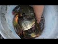 Girl Catching fish and trapping many fish during heavy rain in a natural flood stream.-fishing