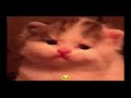 Happy Newwhjjdka!!! (Update video) ft. Silly kitties