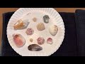 How to Clean and Polish Shells for Display - Best Instructions & Tips