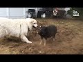 FUNNIEST Animal Odd Couples! 😂 🤣 | Dogs, Cats & Birds Compilation
