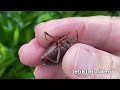 Massive Redback Spider B2 Mole Cricket Lunch Spider Egg Sac Pony Ants Dinner DUSTED