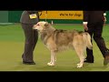 Giant Schnauzer wins the Working Group Judging at Crufts 2008 | Crufts Dog Show