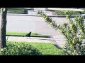 Crow vs Mockingbird